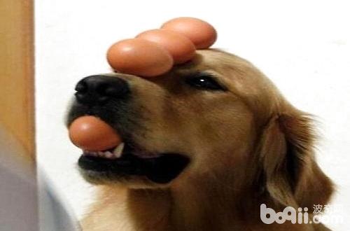 Can dogs eat egg whites? Why can