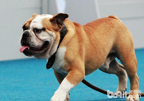 How to lose weight for elderly dogs