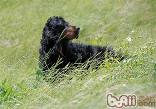 The protection knowledge of the Gordon Setter