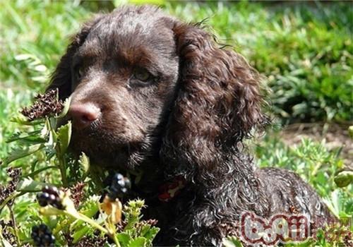 The focus of raising the American Water Spaniel