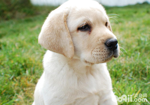 How to infer How is the development of a dog?