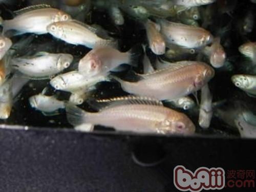 The shape and characteristics of the white jade phoenix