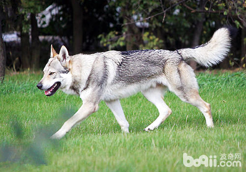 The appearance of a wolf, the character of a dog - Czech Wolfdog