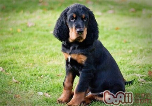 The feeding focus of the Gordon Setter