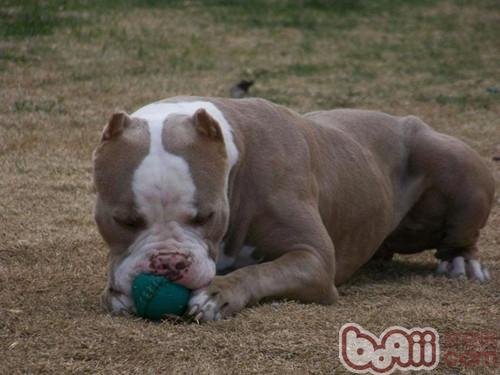 bit The focus of raising dogs