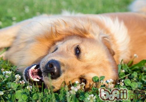  [Try] Can your dog be a good fit for family and social life