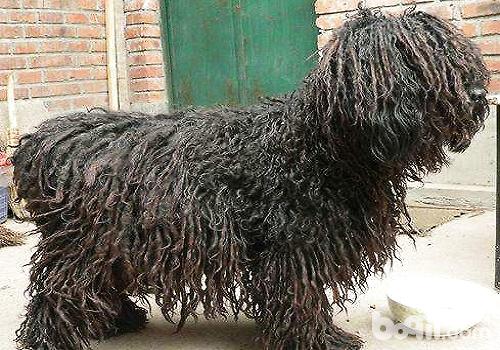 What are the differences between the Komondor and the Poodle?