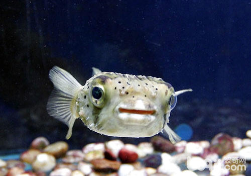 Five Criteria for Purchasing Hot Fish