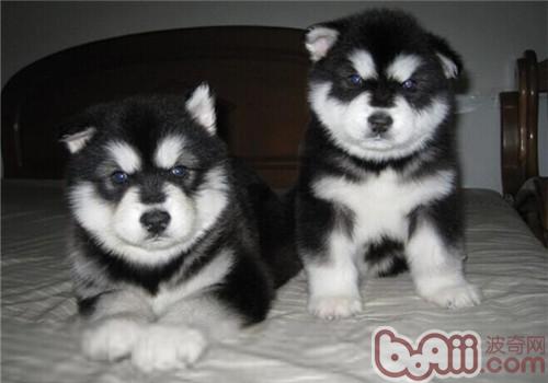 Is the Alaskan Malamute easy to raise? 