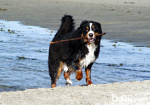 Which quiet dogs are suitable for raising with children