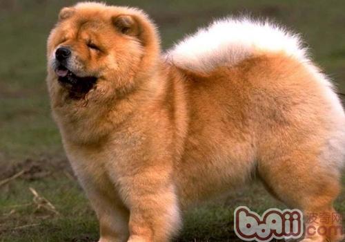 There is no need for summer Help Chow Chow shave