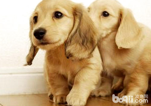 How to interact with dogs Communication