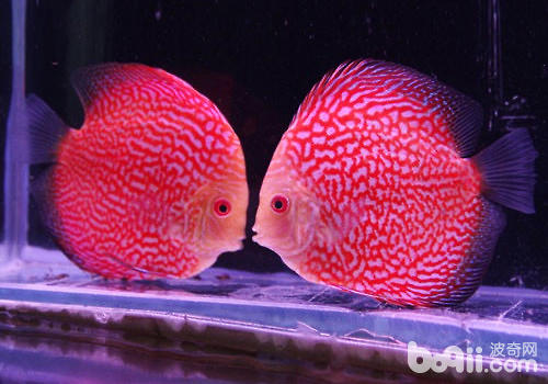 You need to be cautious when raising fish in hot summer
