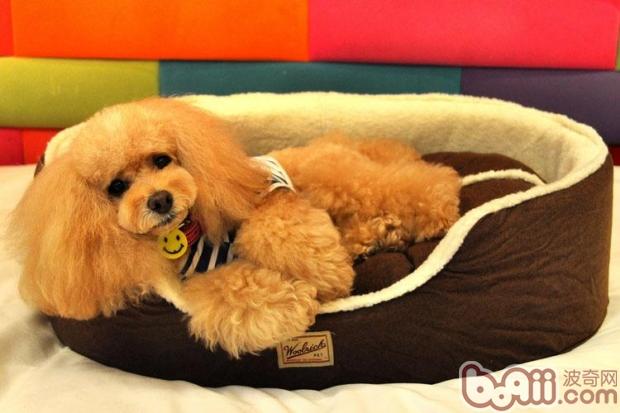 The best place for dogs in winter, the kennel is very important